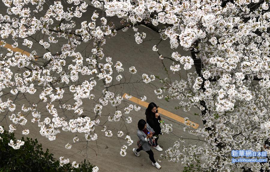 （社会）（2）武汉大学：樱花引客来