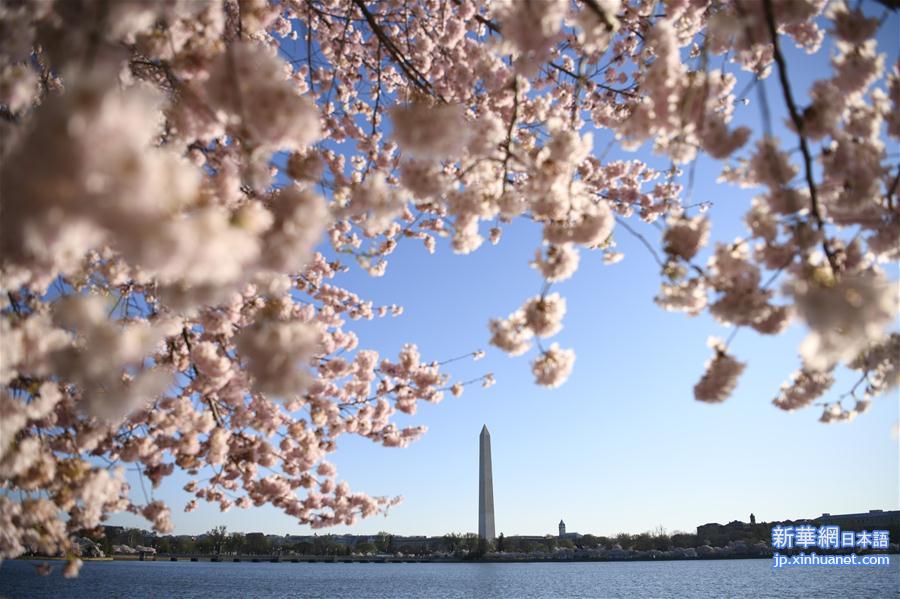 （国际）（1）华盛顿樱花盛开