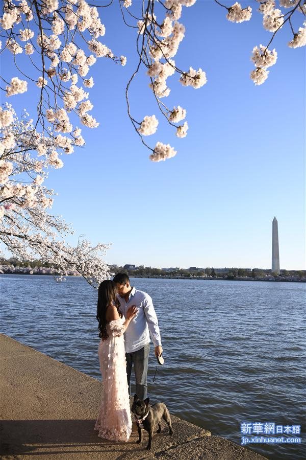 （国际）（2）华盛顿樱花盛开