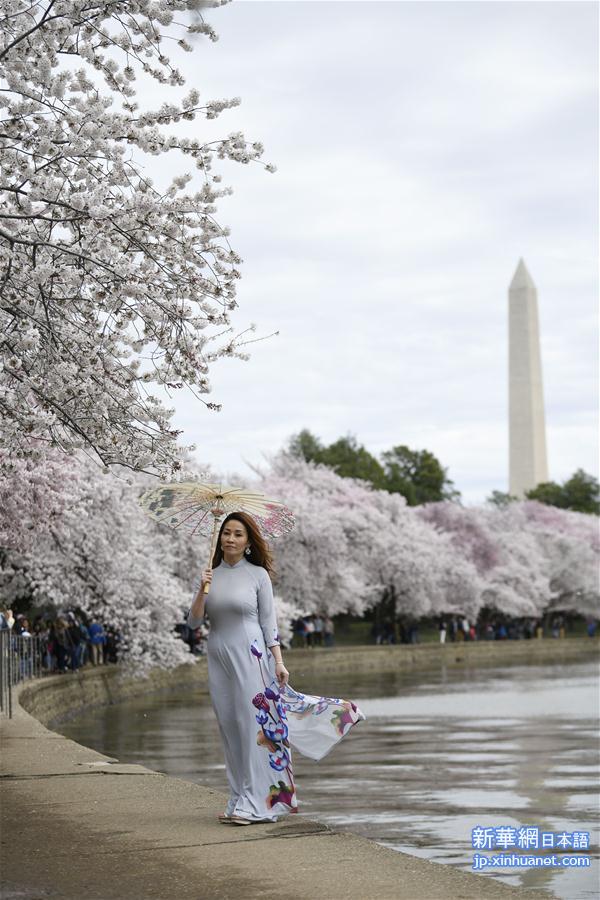 （国际）（4）华盛顿樱花盛开