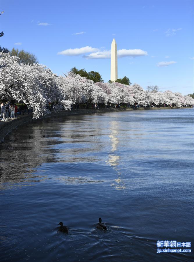（国际）（5）华盛顿樱花盛开