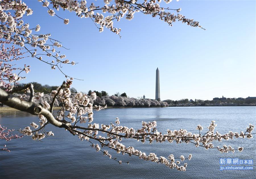 （国际）（7）华盛顿樱花盛开