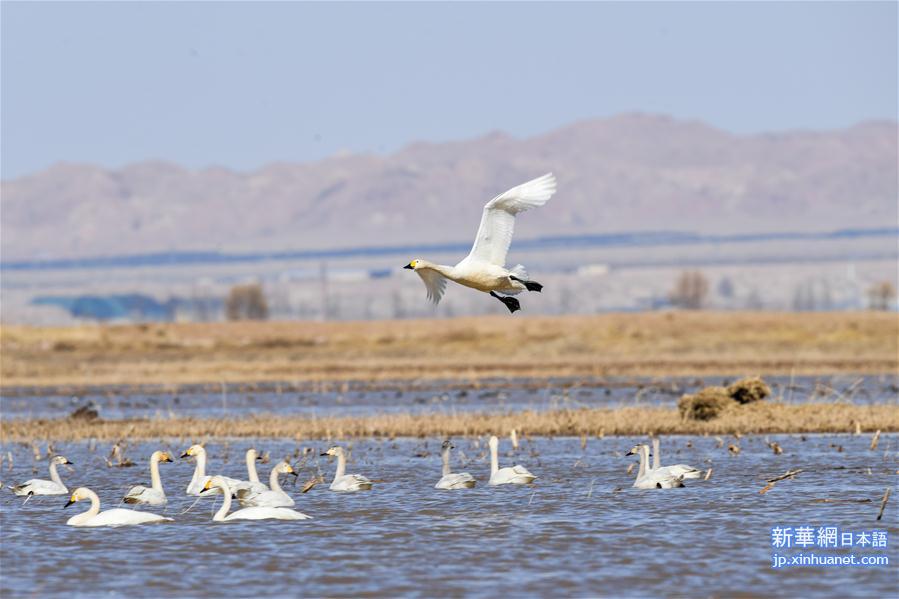 （环境）（1）黄河浅滩迎天鹅
