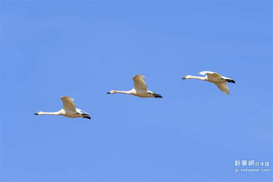 （环境）（3）黄河浅滩迎天鹅