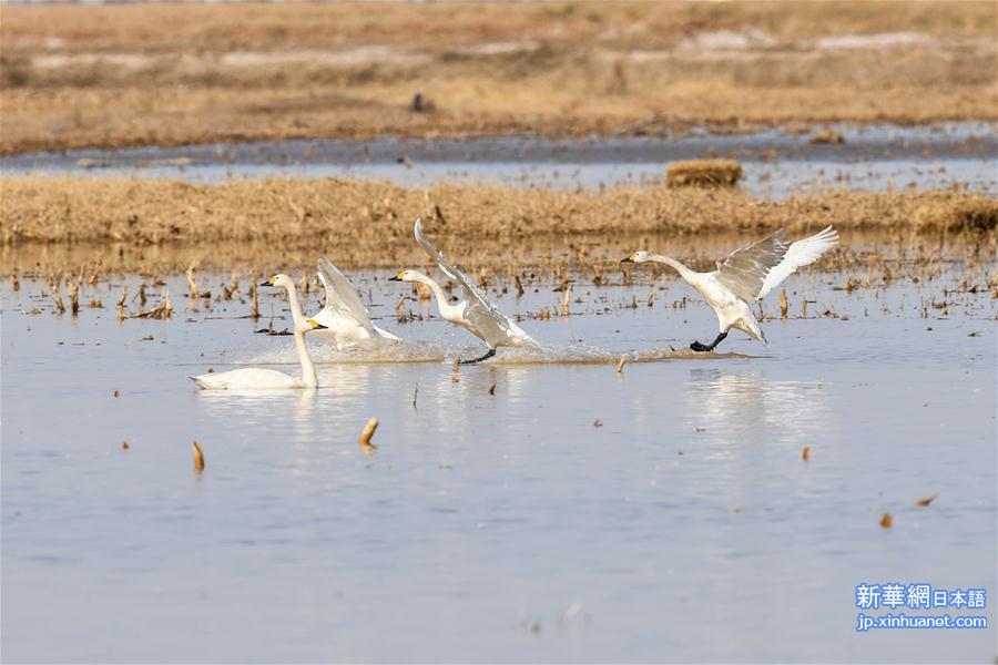 （环境）（6）黄河浅滩迎天鹅
