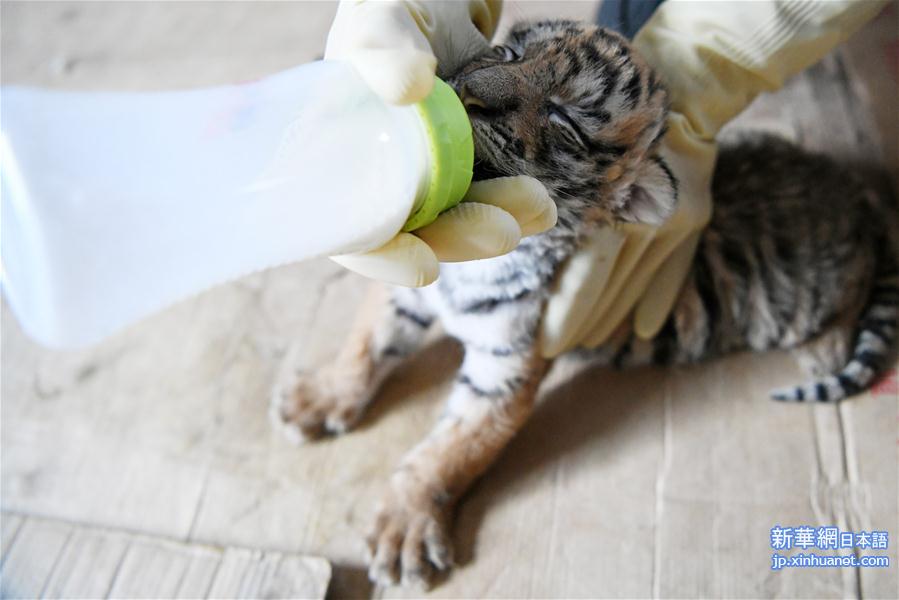 （图文互动）（3）中国横道河子猫科动物饲养繁育中心：东北虎“添丁”20余只