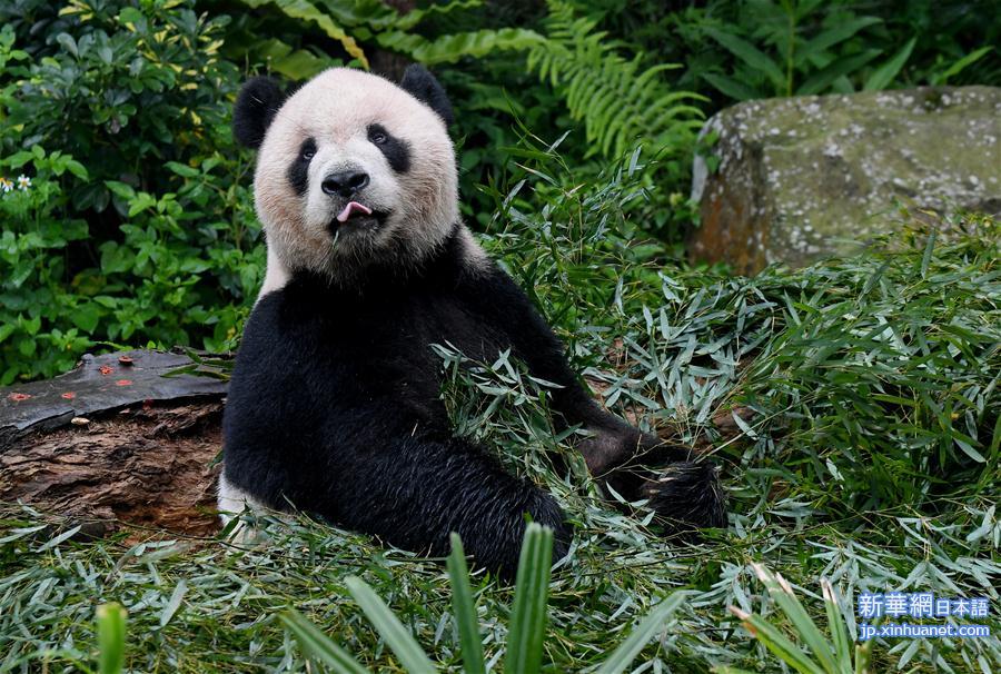 （社会）（3）赠台大熊猫十年迎客两千余万