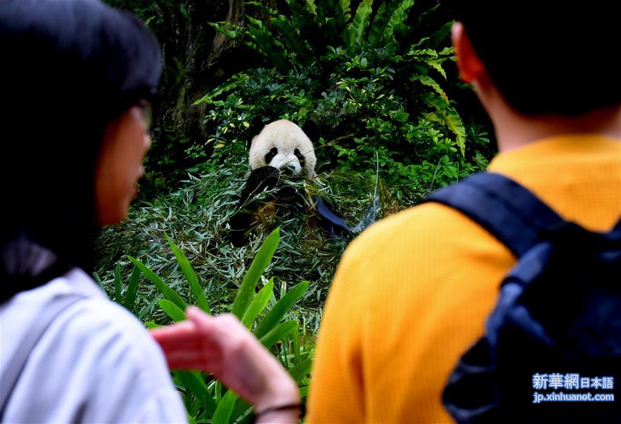 （社会）（4）赠台大熊猫十年迎客两千余万