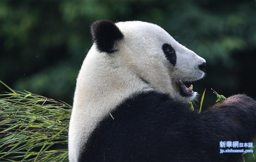 （社会）（1）旅美大熊猫“白云”“小礼物”回到家乡四川