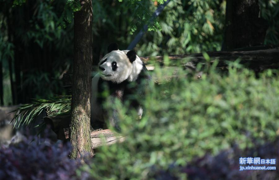 （社会）（4）旅美大熊猫“白云”“小礼物”回到家乡四川