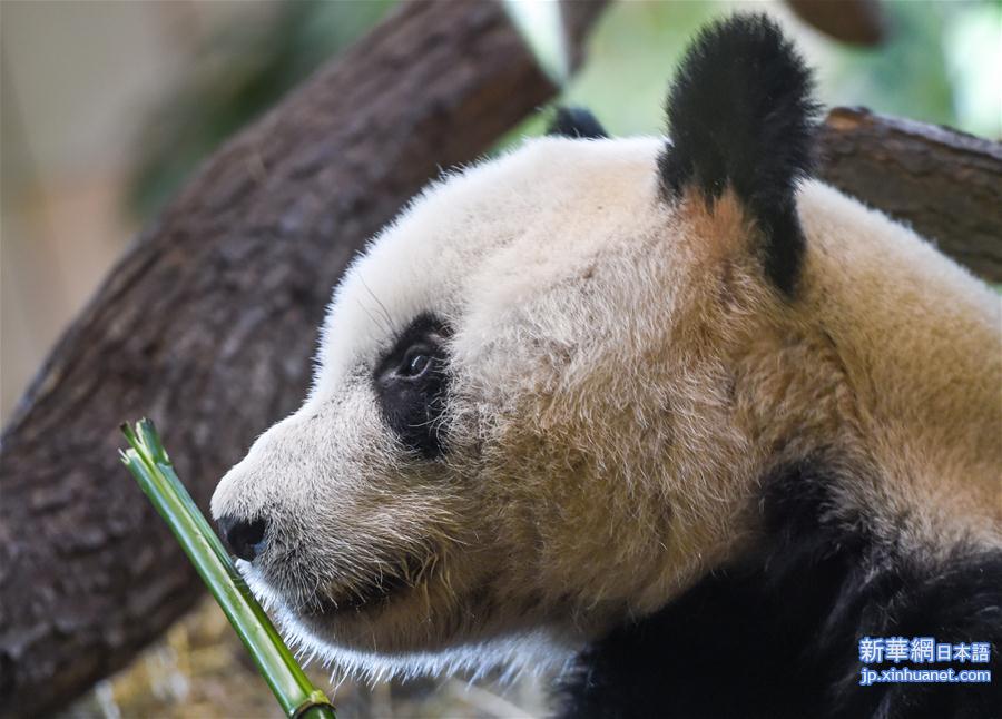 （国际）（1）大熊猫“园园”正式亮相维也纳
