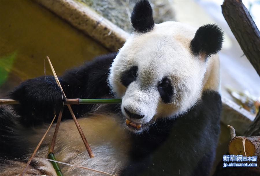 （国际）（3）大熊猫“园园”正式亮相维也纳