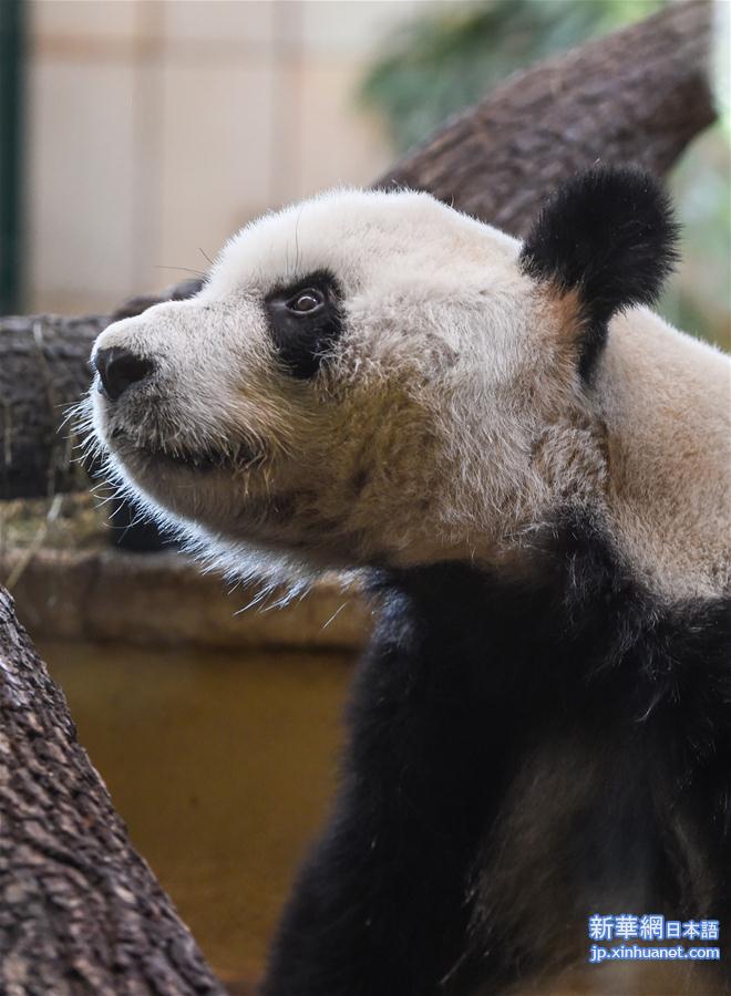 （国际）（6）大熊猫“园园”正式亮相维也纳