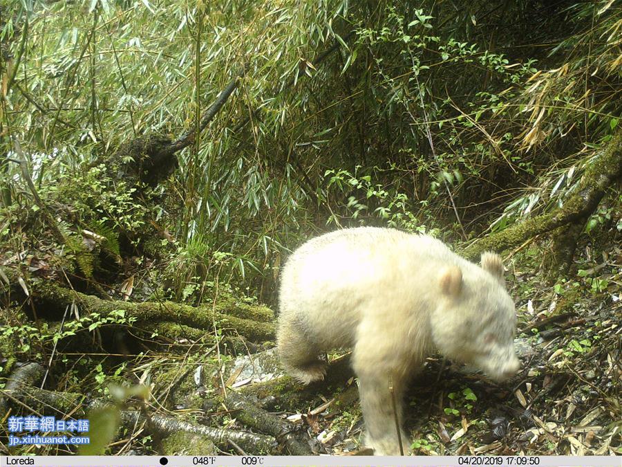 （图文互动）四川卧龙拍摄到首张白色大熊猫照片