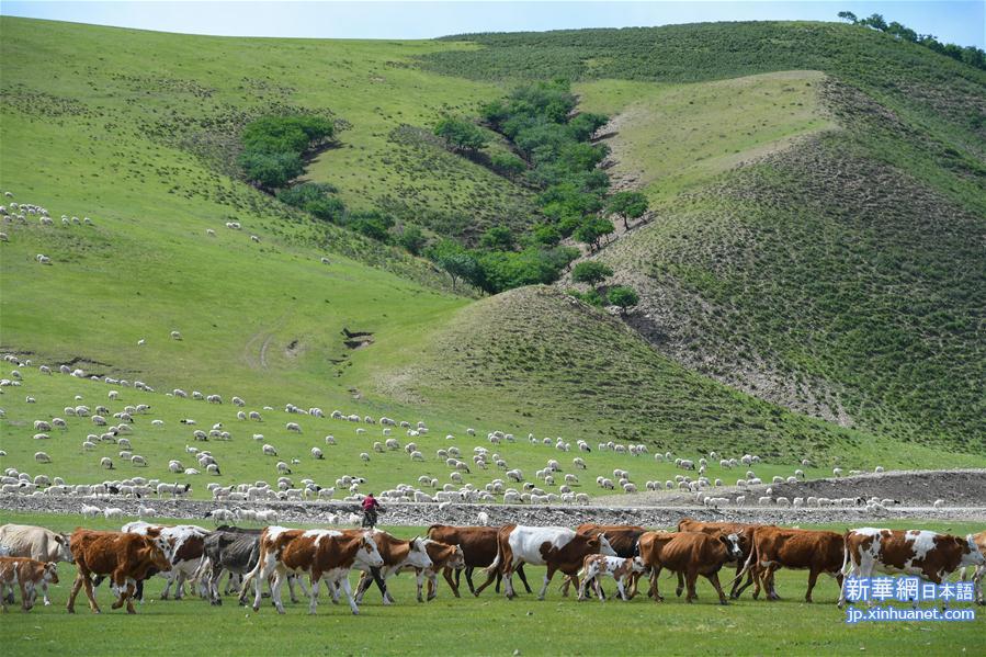 （环境）（3）阿鲁科尔沁草原景色美