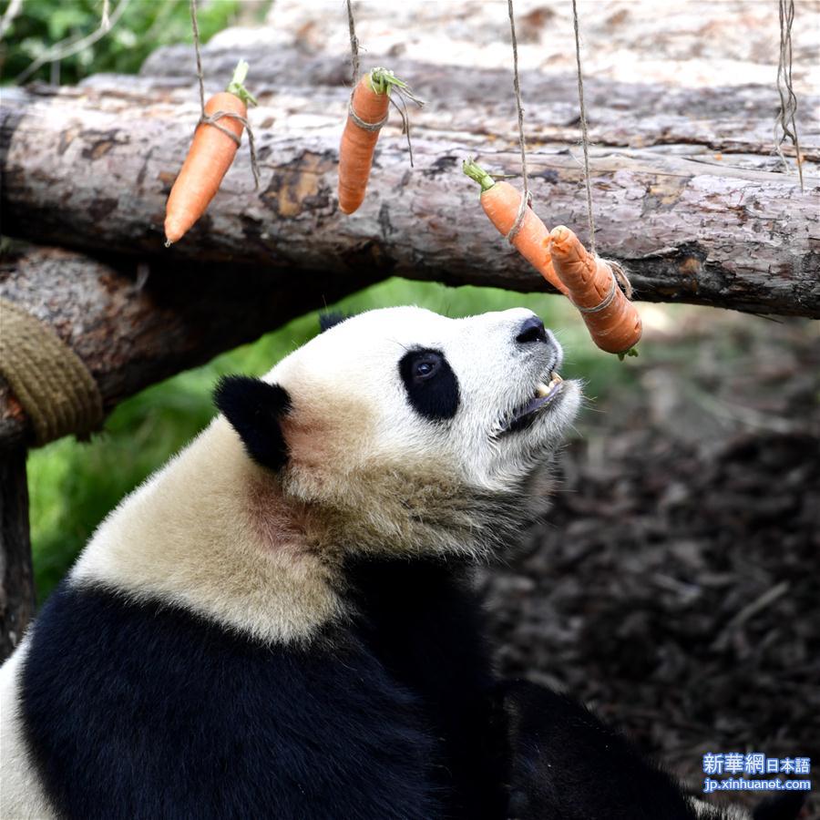 （社会）（5）高原西宁首家熊猫馆对外开放 