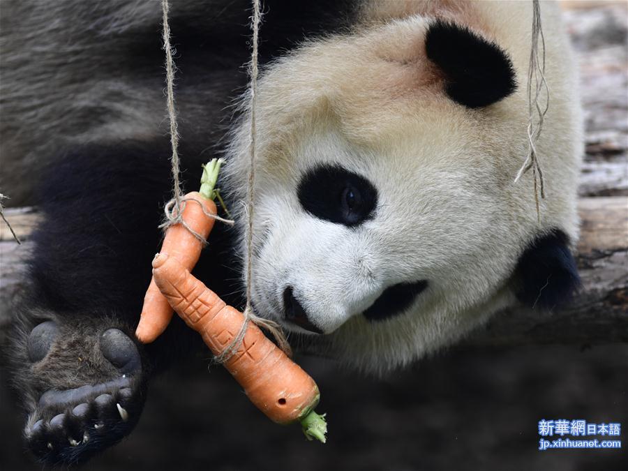 （社会）（6）高原西宁首家熊猫馆对外开放 