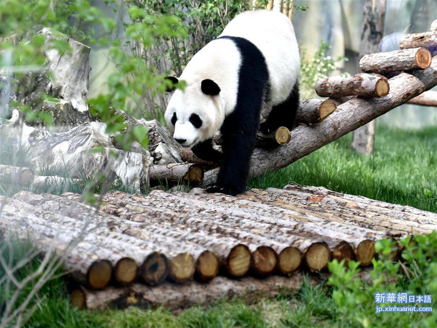（社会）（8）高原西宁首家熊猫馆对外开放 