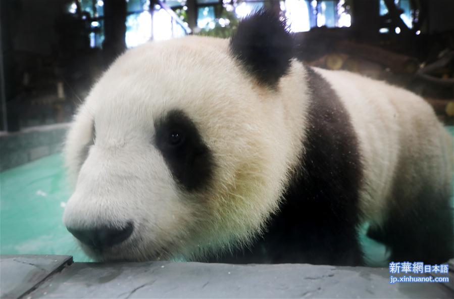 （社会）（1）大熊猫“风光兄弟”光临上海