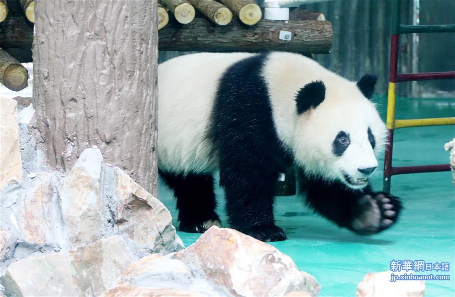 （社会）（3）大熊猫“风光兄弟”光临上海