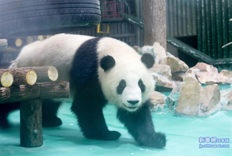（社会）（4）大熊猫“风光兄弟”光临上海