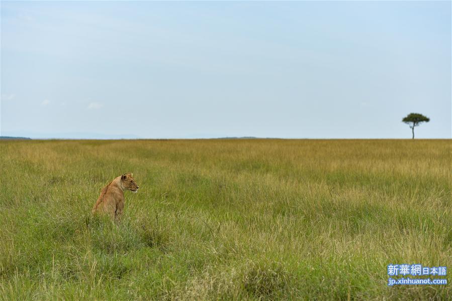 （国际）（1）肯尼亚马赛马拉国家保护区掠影