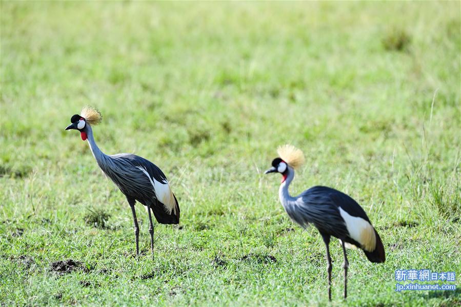 （国际）（5）肯尼亚马赛马拉国家保护区掠影