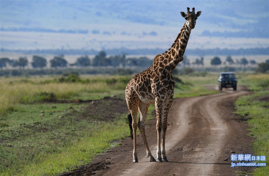 （国际）（8）肯尼亚马赛马拉国家保护区掠影