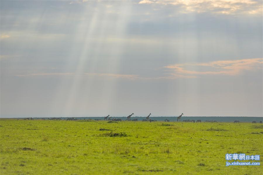 （国际）（15）肯尼亚马赛马拉国家保护区掠影