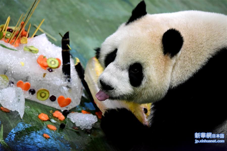 （新华视界）（2）台北：大熊猫“圆仔”迎来6岁生日