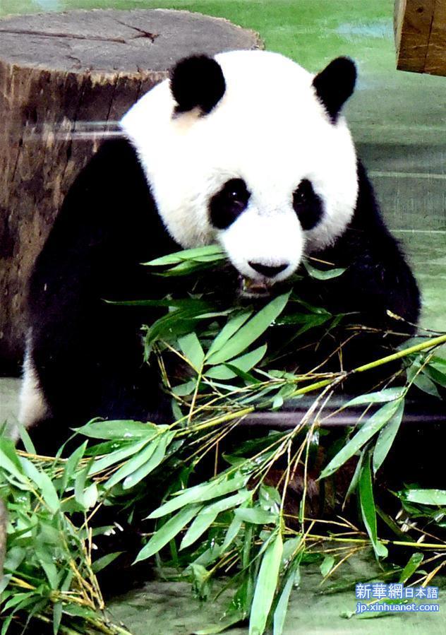 （新华视界）（3）台北：大熊猫“圆仔”迎来6岁生日