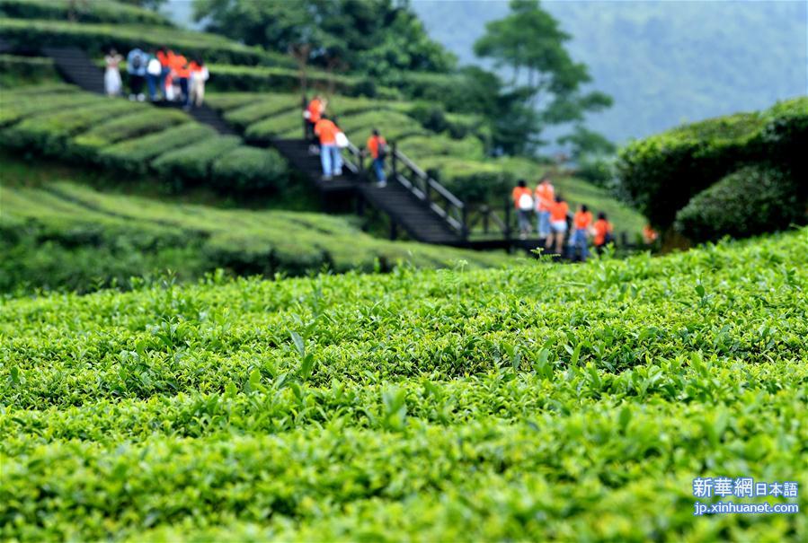 #（新华视界）（4）湖北恩施：山区茶园引游客