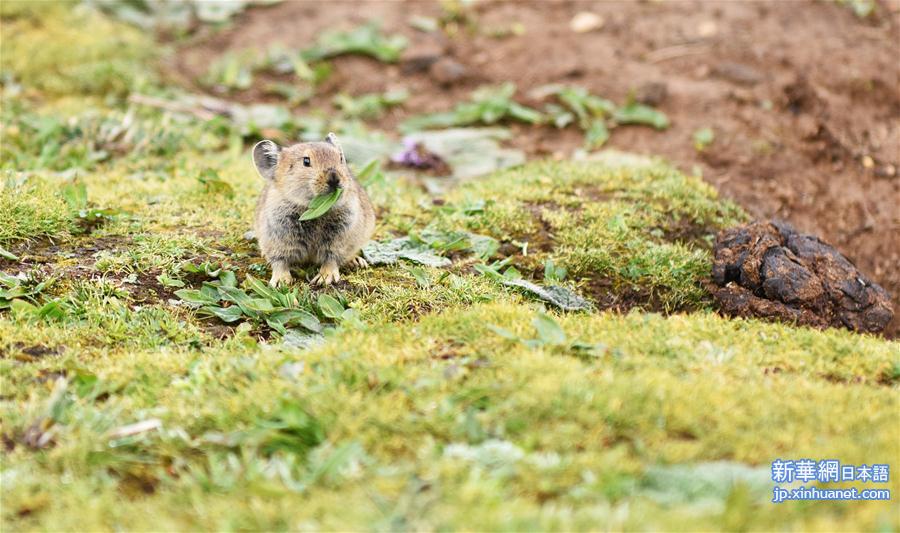 （环境）（1）高原鼠兔：青藏高原特有的小精灵