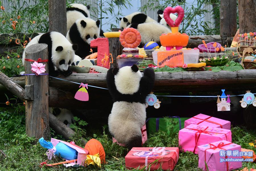 （社会）（4）四川卧龙：2018年出生的大熊猫幼仔集体过生日