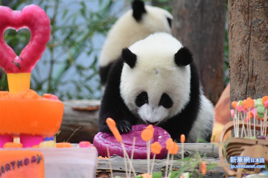 （社会）（6）四川卧龙：2018年出生的大熊猫幼仔集体过生日