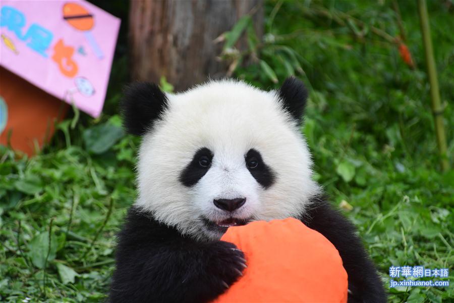 （社会）（7）四川卧龙：2018年出生的大熊猫幼仔集体过生日