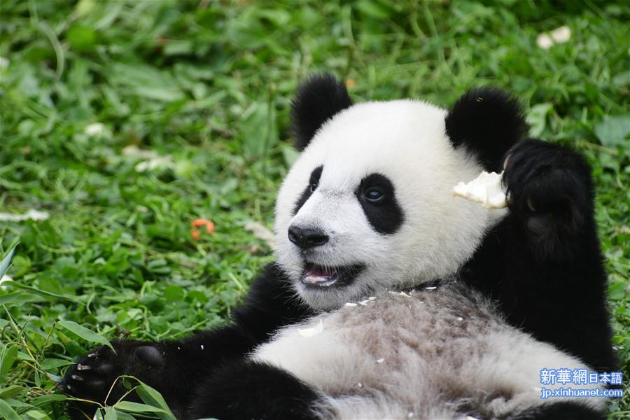 （社会）（8）四川卧龙：2018年出生的大熊猫幼仔集体过生日