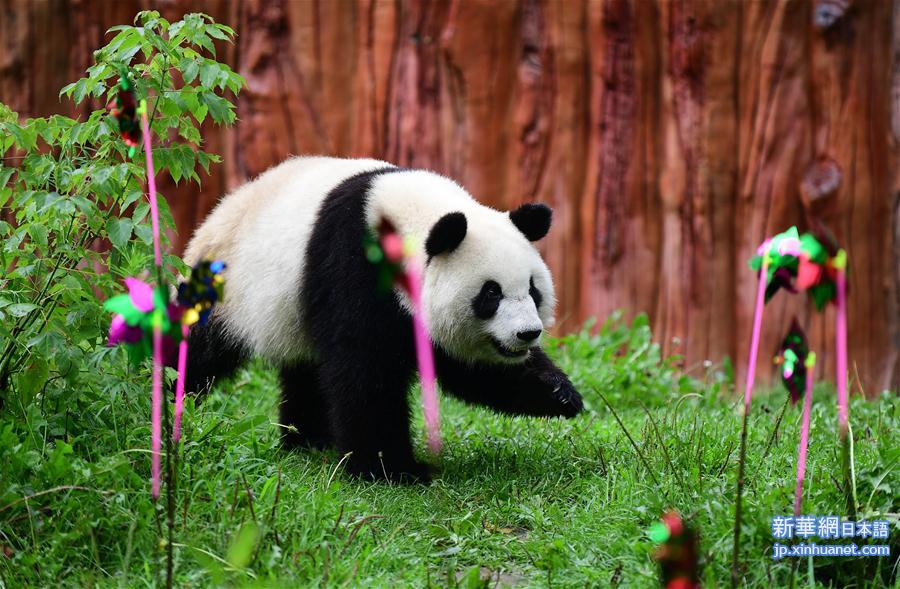（社会）（1）大熊猫“初心”迎来3岁生日