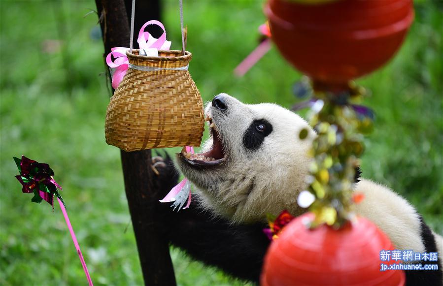 （社会）（2）大熊猫“初心”迎来3岁生日