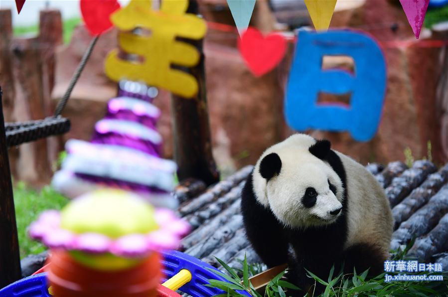 （社会）（4）大熊猫“初心”迎来3岁生日
