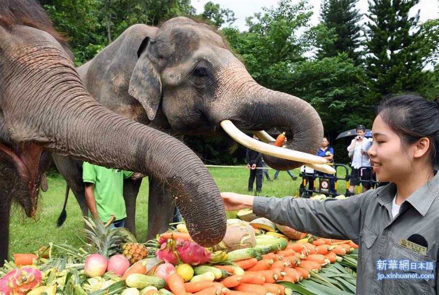 （社会）（3）西双版纳举行关爱亚洲象公益活动