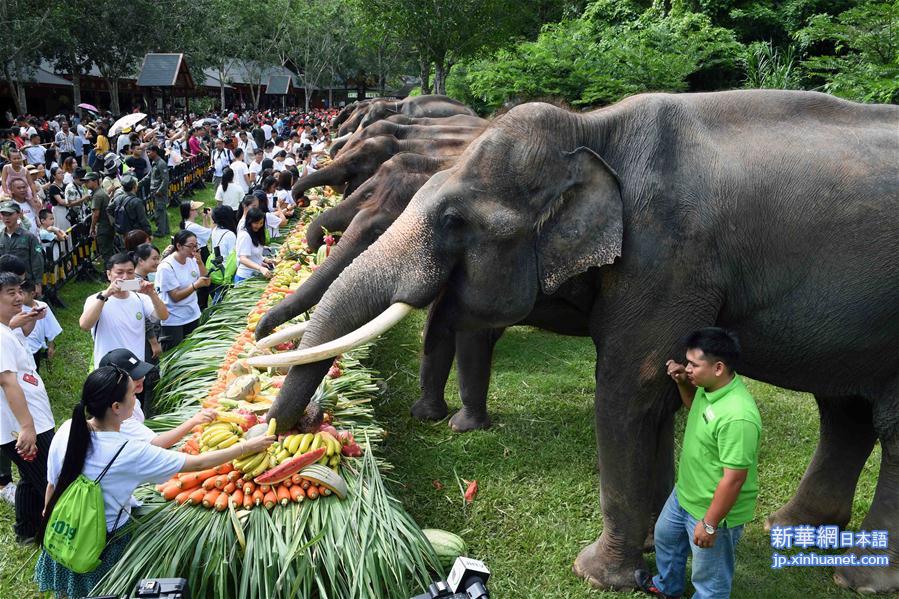 （社会）（7）西双版纳举行关爱亚洲象公益活动