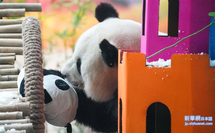 （社会）（2）大熊猫思嘉的“生日派对”