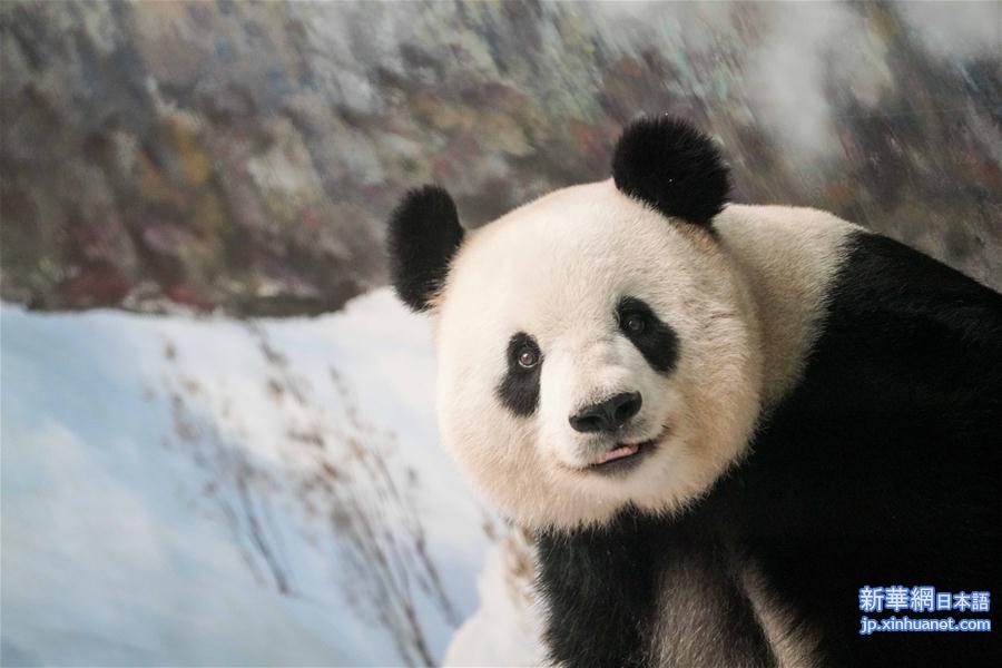 （社会）（4）大熊猫思嘉的“生日派对”