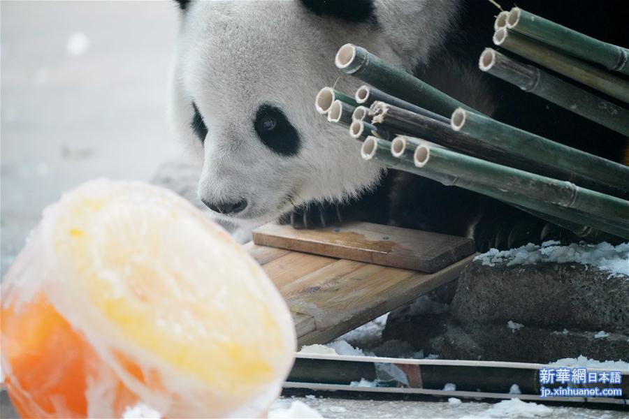 （社会）（8）大熊猫思嘉的“生日派对”