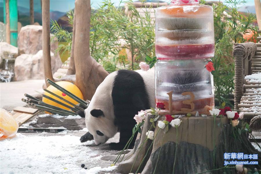 （社会）（10）大熊猫思嘉的“生日派对”