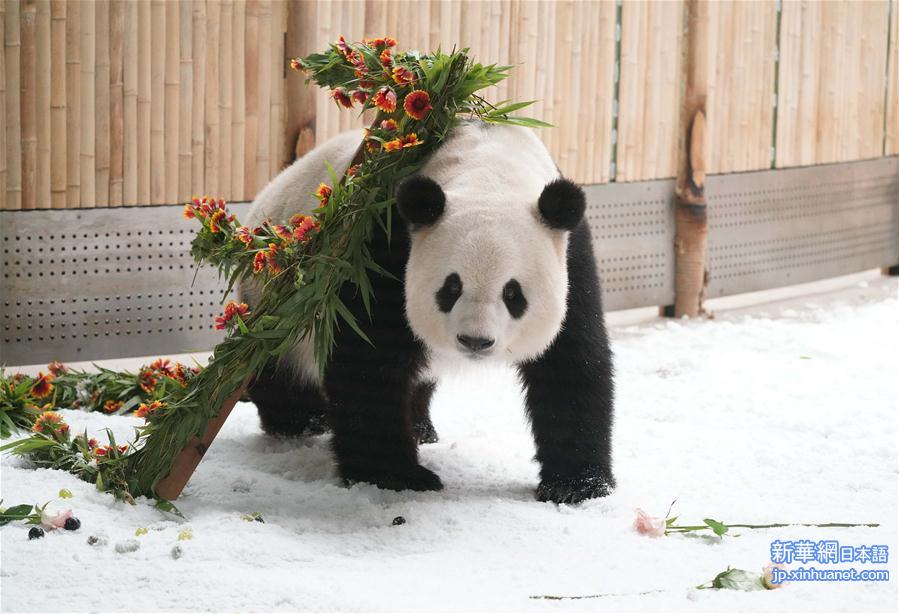 （社会）（11）大熊猫思嘉的“生日派对”