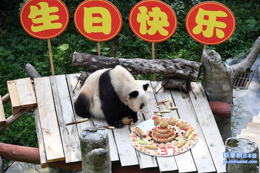 （图文互动）（6）世界现存最年长大熊猫迎来37岁生日