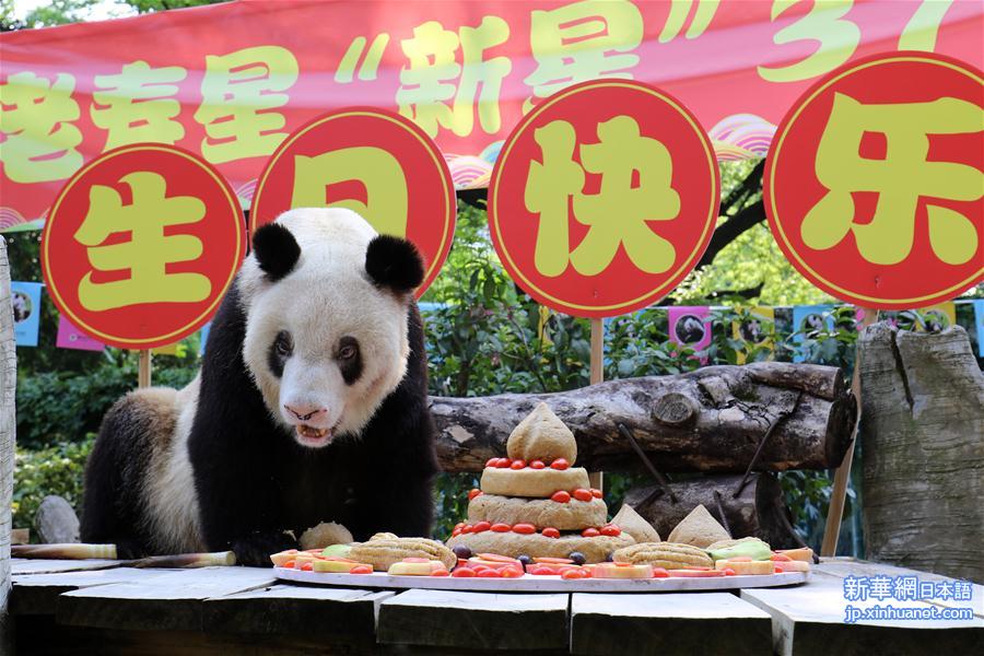 （图文互动）（7）世界现存最年长大熊猫迎来37岁生日