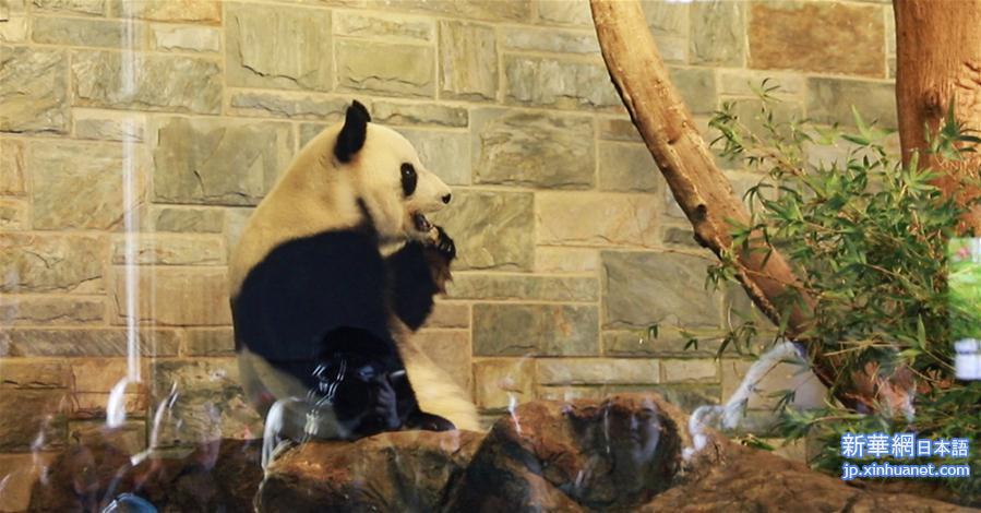 （新华视界）（1）澳大利亚阿德莱德动物园为大熊猫庆生